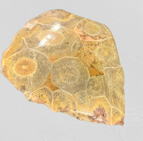 Fossil Coral