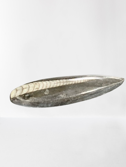 Orthoceras