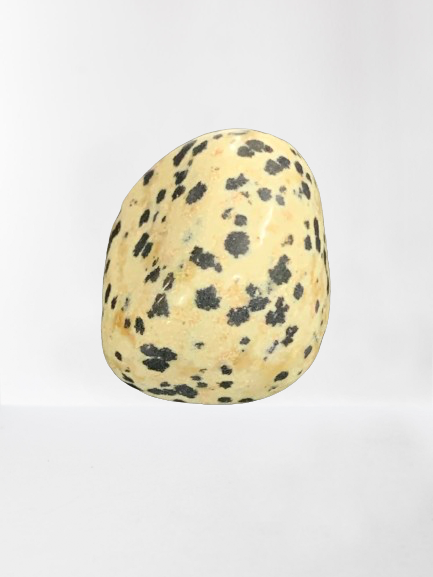 Jasper Dalmatian