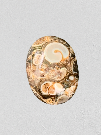 Turtle Agate Caboshons