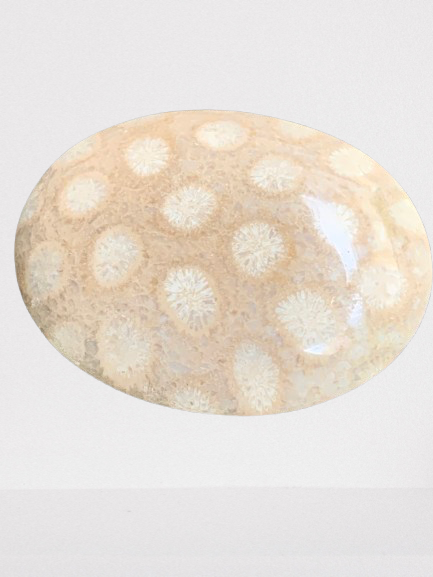 Fossil Coral Caboshons